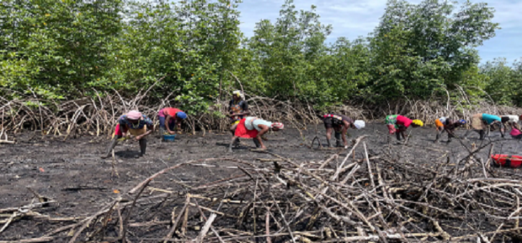 Renforcement des efforts de conservation en Guinée et en Sierra Leone