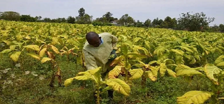 Guinée : une Société nationale du tabac dotée de 11 M$ pour piloter la filière